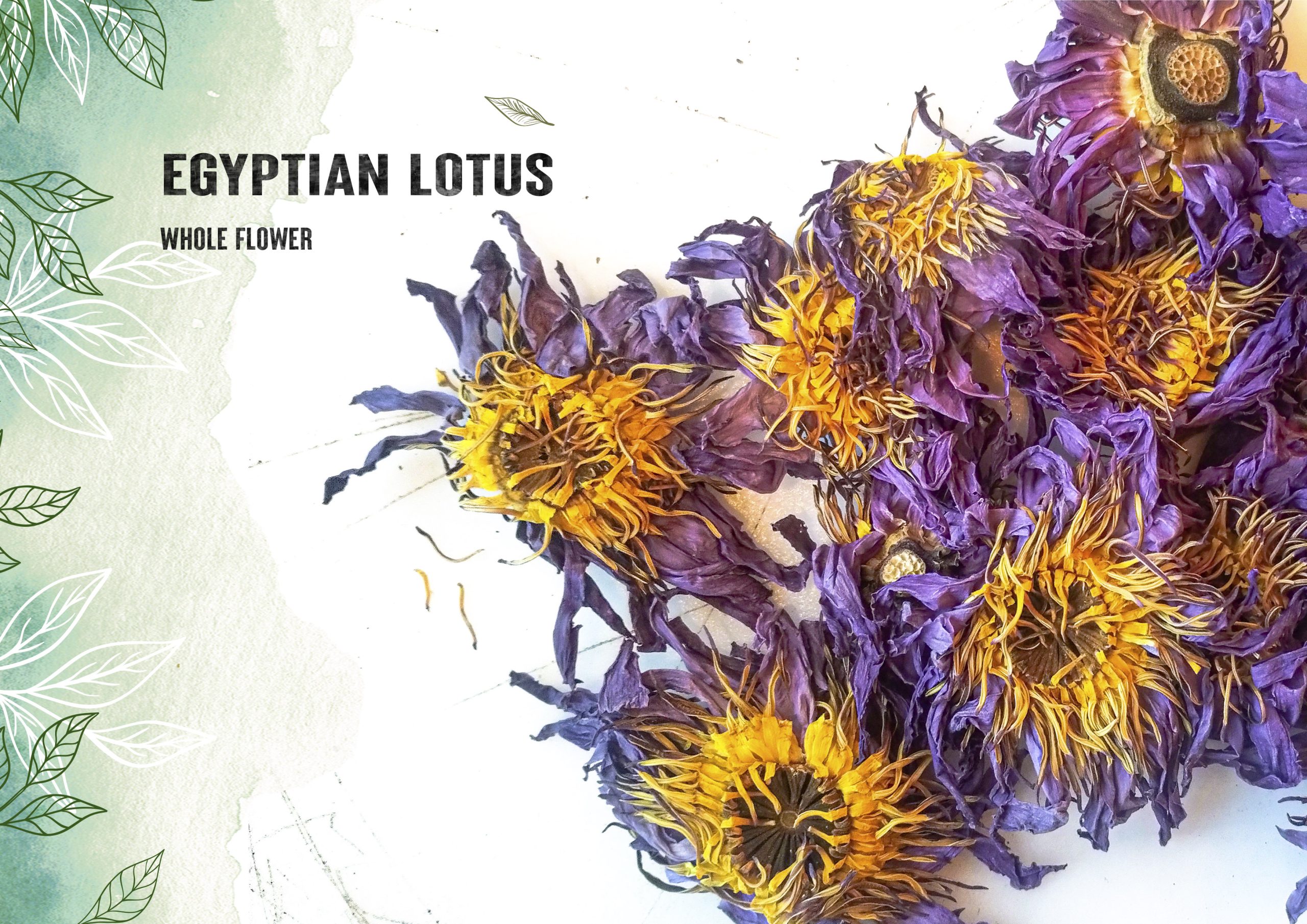 Egyptian Blue Lotus - Image 2